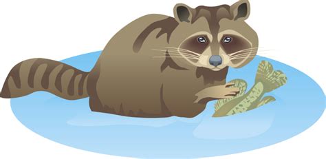 Free Raccoon Clipart