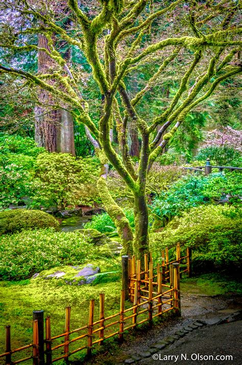 Japanese Garden Portland Oregon Larry N Olson Photography