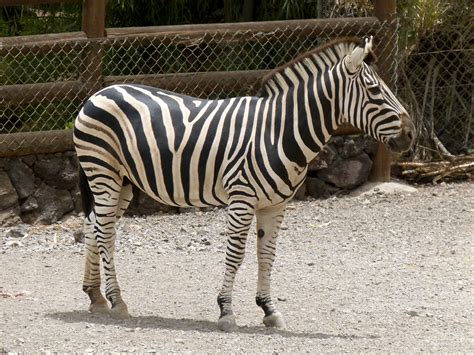 Fileequus Quagga Zebra Zébre 01 Wikimedia Commons