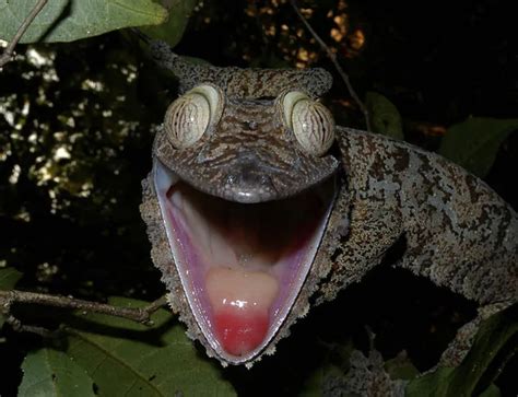 The Satanic Leaf Tailed Gecko Looks Terrifying If You Can Ever Spot