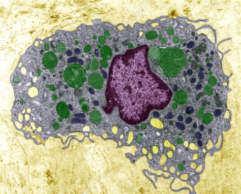 Macrophage cell, TEM - Stock Image - P276/0253 - Science Photo Library
