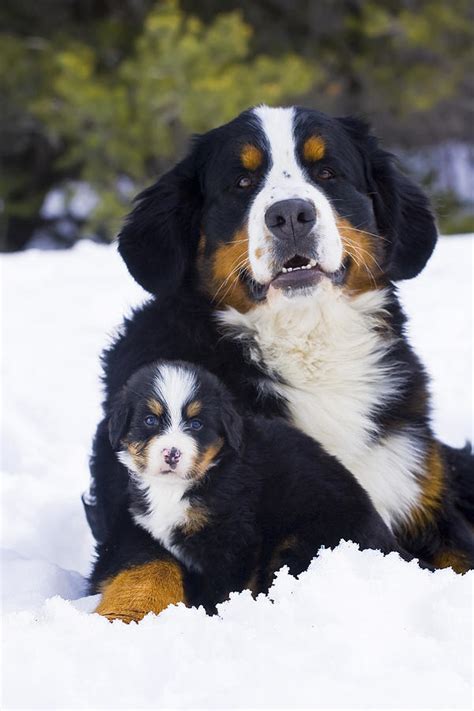 Adult And Puppy Bernese Mountain Dog Photograph By Michael