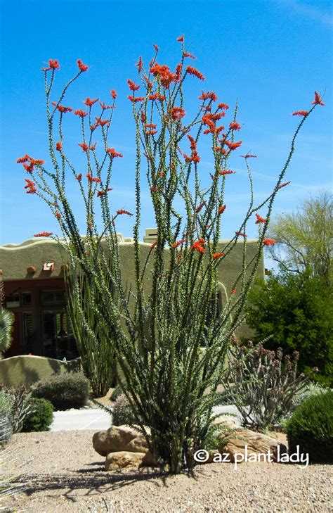 Two Iconic Sonoran Desert Plants Saguaro Cactus And Ocotillo