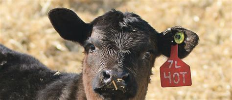 Early Treatment Required For Calves With Ear Infections The Western