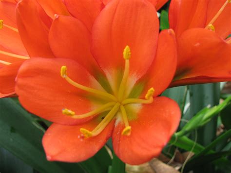 Skip to main content skip to footer content Plant Photography: Clivia miniata Orange Flowers