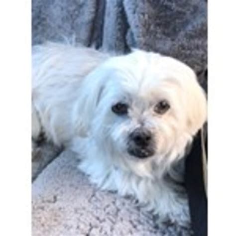 Sheltie Small Female Maltese Mix Dog In Sa Petrescue