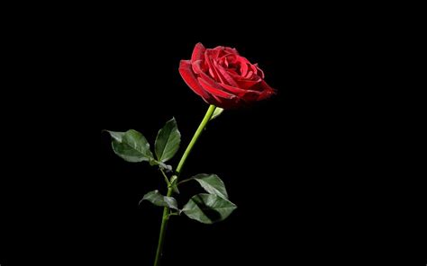 วอลเปเปอร์ ดอกกุหลาบ สีแดง ดอกไม้ พื้นหลังสีดำ 2560x1600 Wallup