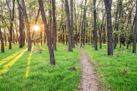 Sun Rays Through The Trees Of A Forest With Long Shadows Stock Image