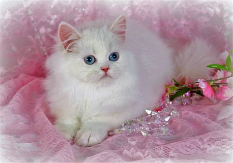1306 kitten hd wallpapers and background images. White Persian Kitten HD Wallpaper | Background Image ...