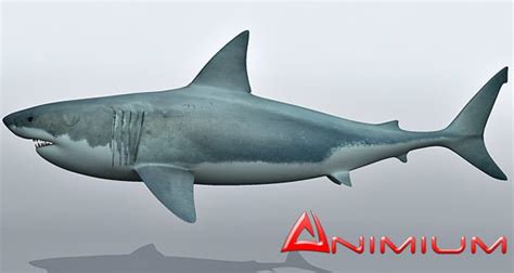 Great White Shark 3d Model
