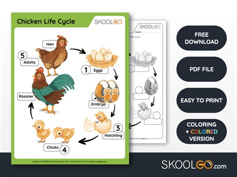 Chicken Life Cycle Free Worksheet Skoolgo