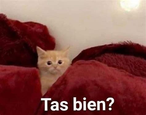 Tas Bien Meme Gato Cute Memes Cute Animal Memes Funny Memes