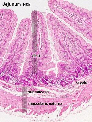 Structural and functional differences in specific regions of the small intestine impart differential functional capabilities to these segments. Histology - Small Intestine - Jejunum | Histology slides ...