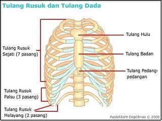 Rangka kepala 1) rangka badan disusun oleh berbagi masam tulang, diantranya : PONDOK BELAJAR BU NOVY: Rangka manusia