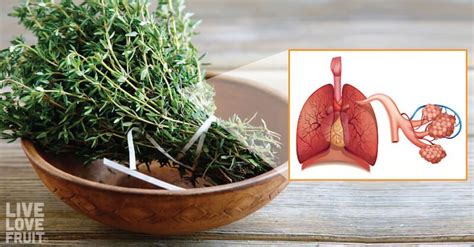 Even If You Re Not Struggling With Lung Problems These Lung Cleansing Herbs Will Heal Your