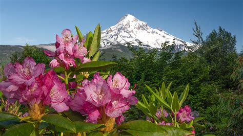 Azalea Pink Flowers In White Mountain Background Hd Flowers Wallpapers