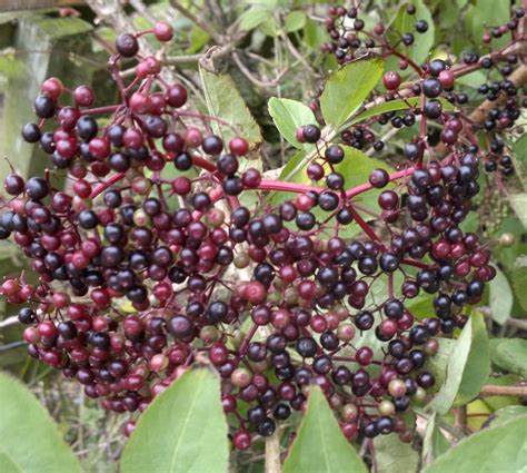 Elder Tree Elderflower And Elderberry Identification Edibility And