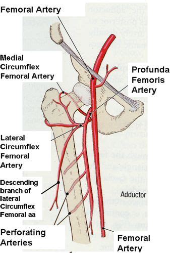 Profunda Diagnostic Medical Sonography Medical Anatomy Vascular Surgery