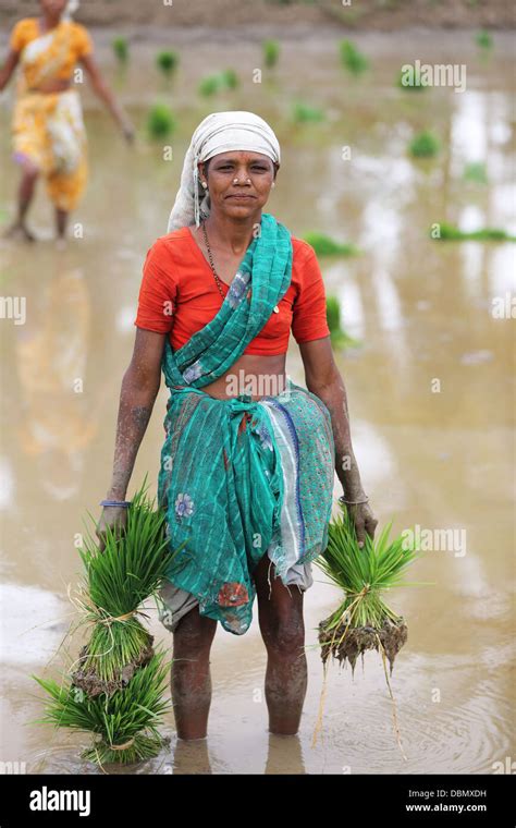 Rural Indian Women Working In A Paddy Field South India Stock Photo