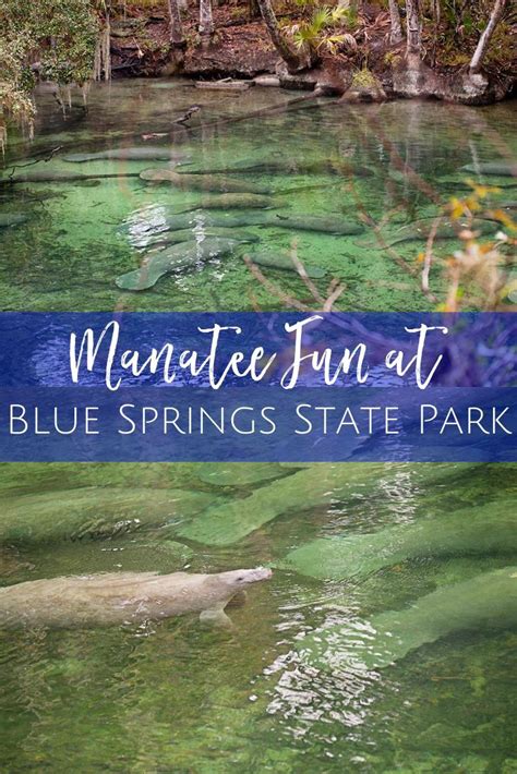 Blue Springs State Park Jacksonville Beach Moms Blue Springs State