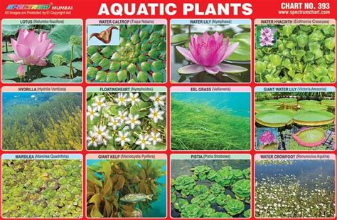 Aquatic Plants Names List