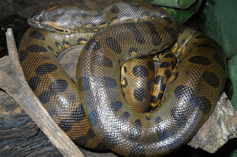 Anaconda Anaconda Verde Anaconda Snake Green Anaconda Eunectes