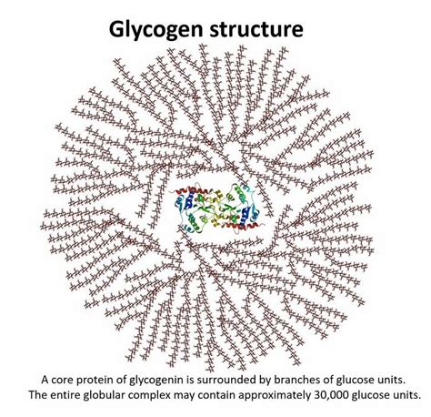 Glycogen Physiopedia