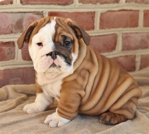 However, free bulldog dogs and puppies are a rarity as rescues usually charge a small adoption fee to cover their expenses (usually less than $200). English Bulldog Puppies for Sale in 2020 | English bulldog ...