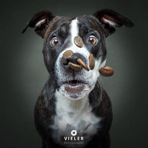 Hilarious Photos Of Dogs Concentrating On Catching Treats