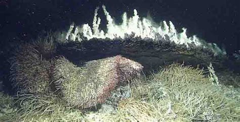Challenging Prevailing Theory About How Deep Sea Vents Are Colonized