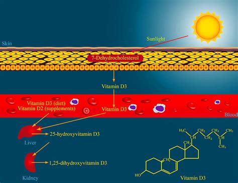 Også kostholdet er av betydning. Vitamin D Mangel Symptome - Die typischen Anzeichen ...