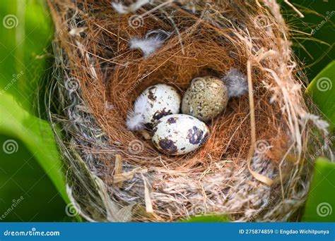 Bird Nest On Tree Branch With Three Eggs Inside Bird Eggs On Birds