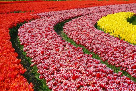 Tulip Fields In The Netherlands When Where
