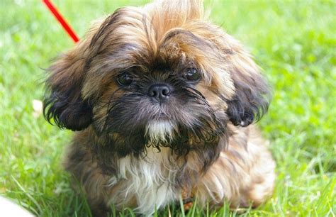 Did you scroll all this way to get facts about leonberger puppy? Shih Tzu Puppies for Sale near Me: Find the Best Places to ...