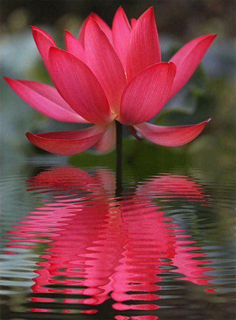Types of lotus flowers with pictures. Aquatic pond plants: Red Lotus: Russian Red Water Lotus