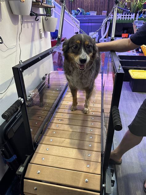 Manual Dog Treadmill For Sale for Sale in Arcadia, CA - OfferUp