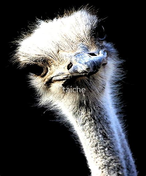 Ostrich Face With Goofy Expression By Taiche Redbubble