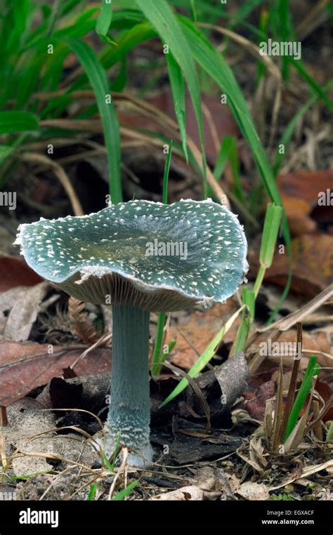 Blue Roundhead Fungus Stropharia Caerulea Psilocybe Caerulea