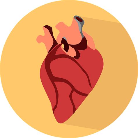 Download Heart Body Human Royalty Free Stock Illustration Image Pixabay
