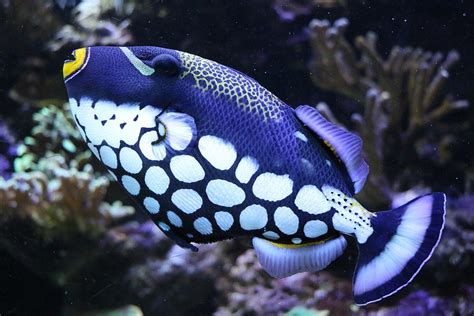 Clown Triggerfish My Experience Hand On Marine Hobby