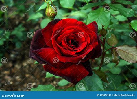 Nature Red Rose Of Forest Garden Stock Image Image Of Green Rose