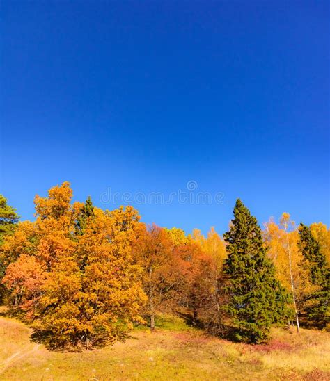Nature Landscape Golden Autumn Trees In Forest With Colorful Leaves