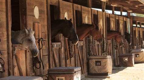Four Ways To Streamline Your Barn Management Barnmanager