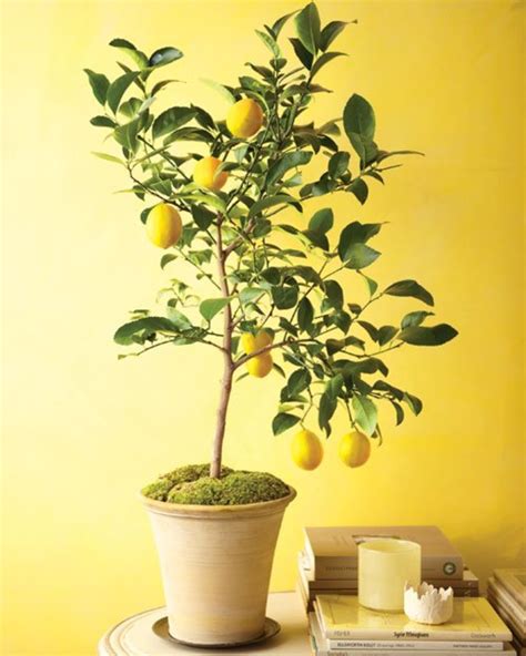 Free shipping on orders over $25 shipped by amazon. Indoor Citrus Trees | HubPages