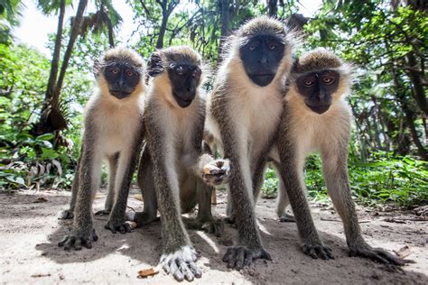 Monkey Love Bijilo Forest Park The Gambia — Geraint Rowland Photography