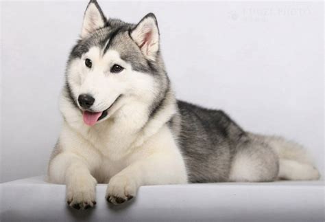 About The Breed Siberian Husky Highland Canine Training Ph