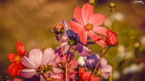 Cosmos Red Flowers Flowers Wallpapers 1920x1080