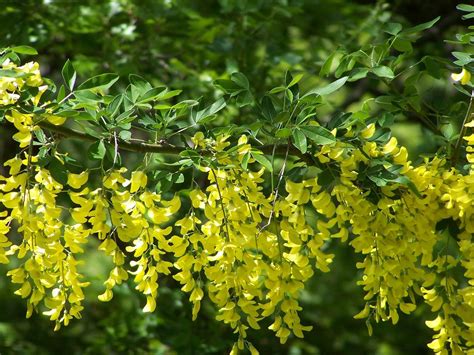 Le margherite perenni i cui capolini fanno da contorno ad un grande bottone centrale di colore giallo chiaro. Fiore: Giallo - Arancio - Pagina 2 - Ambiente e Biodiversità