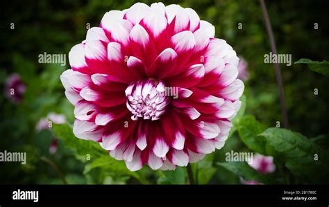 The Beautiful And Beautiful Dahlias In The Garden Stock Photo Alamy