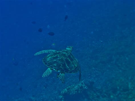 Free Images Lake Travel Holiday Sea Turtle Reptile Coral Reef